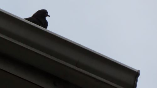 Bird Abatement Services