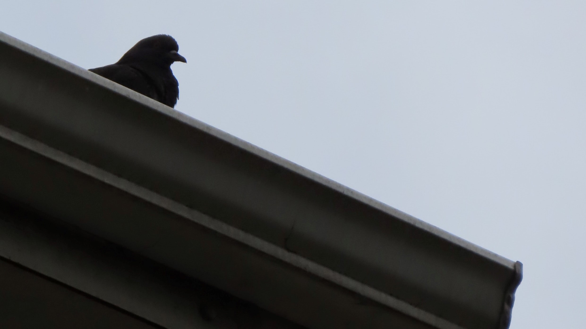 Bird Abatement Services
